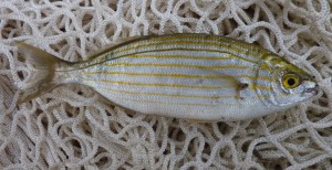 Gac Sardegna Orientale: presente a Smart Power News