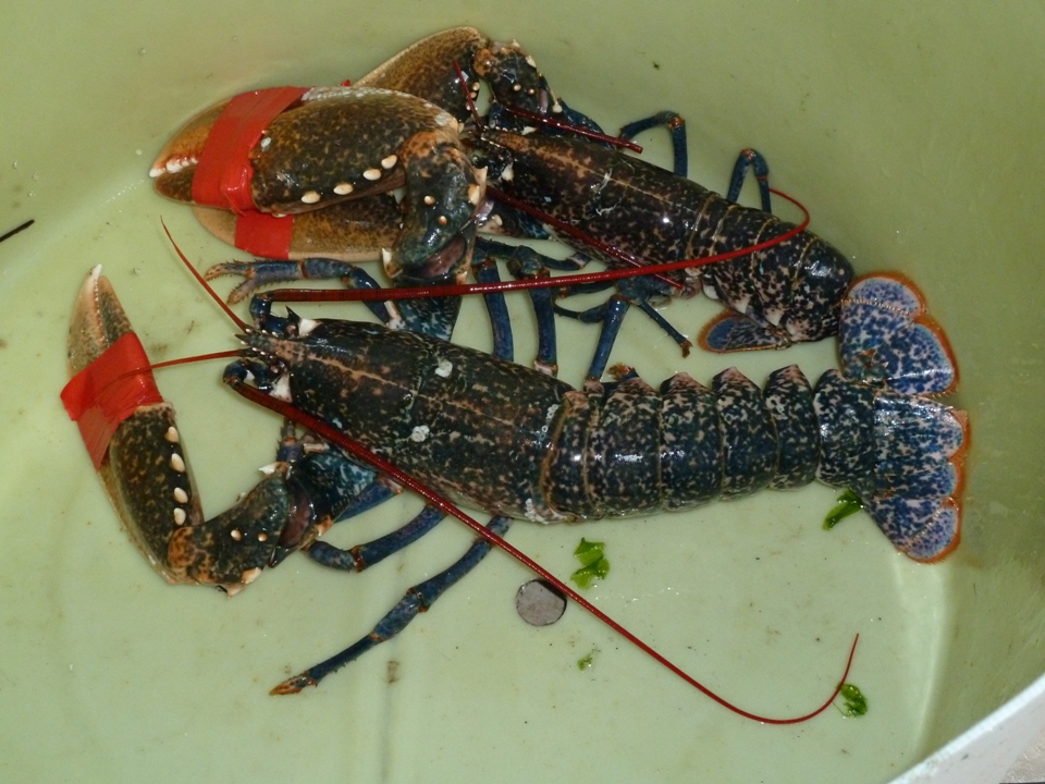 Astici del'Oceano Atlantico (Foto Gianna Saba)