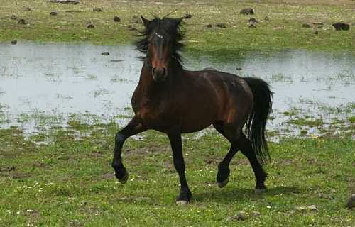 Cavallo della Giara