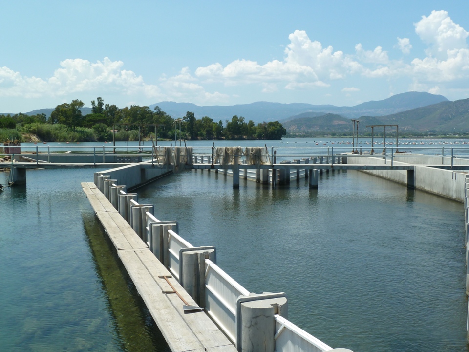 Particolare Laguna di Tortolì (Foto Gianna Saba)