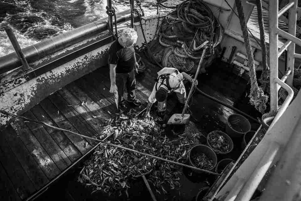 Il pescato del giorno (Foto Salvatore D'Angelo)