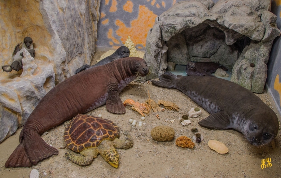 Il museo della Foca Monaca (Foto Enjoy Dorgali)